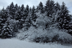 IMG_20211128_113922000