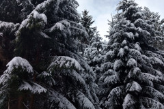IMG_20211128_114005680_HDR